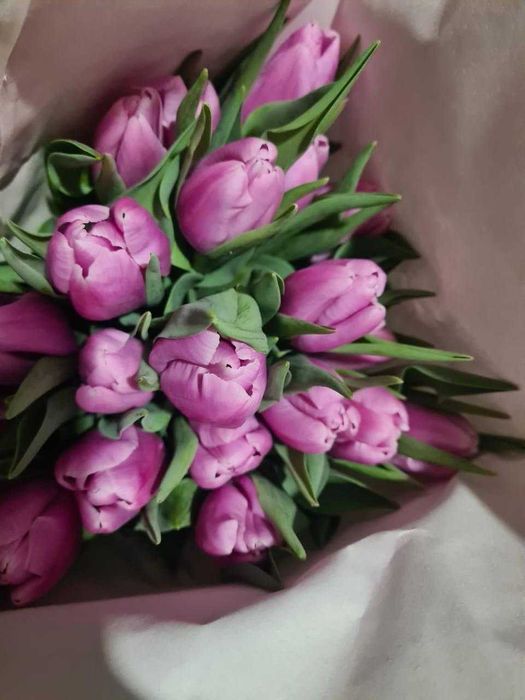 Продам голландские тюльпаны