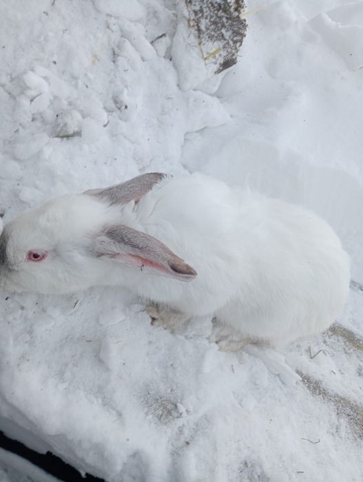 Кролики помесные