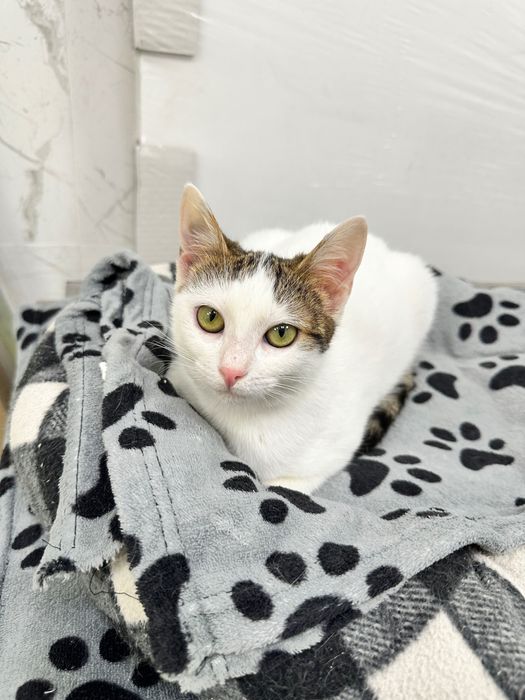 Adopție pisicuță torcacioasa și lipicioasă