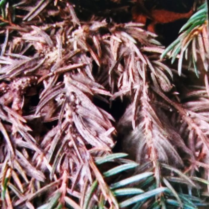 Лечение хвойных деревьев