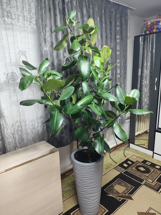 Продам большой фикус