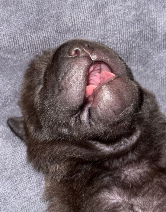 Продажа щенков шарпей