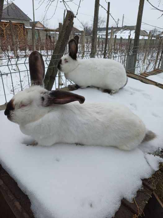 Uriaș de Transilvania.
