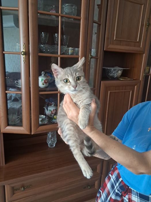 Котенок [мальчик]в добрые руки
