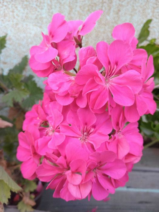 черенки плющелистной герани