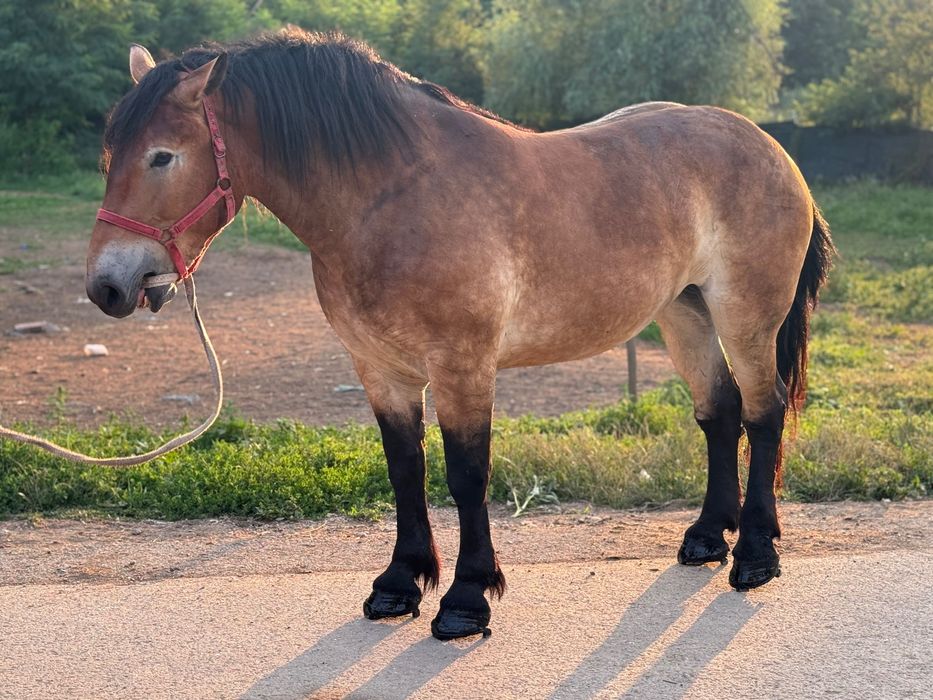 Manza 4 anii garantata