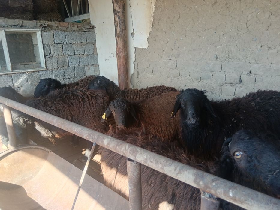 Қозы қошқар,  бордақы