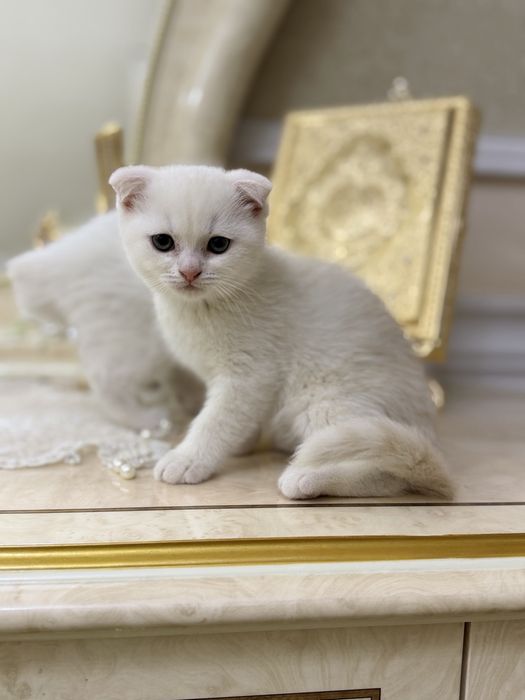 Toza qon mushuk bolasi sotiladi