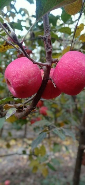 ОЛМА Кучатларини 14 хил сорти бор сортига падвойига кафолат берамиз