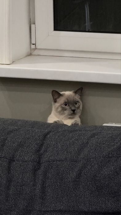 Отдам кота в хорошие руки