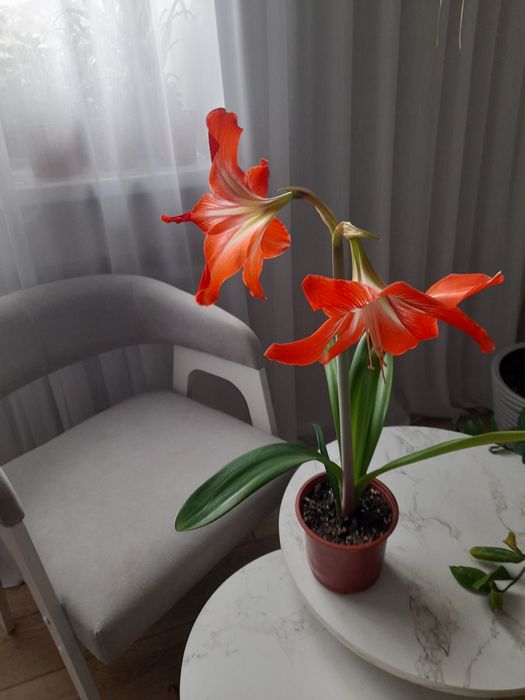 Продам,, Гиппеаструм" на цвету!