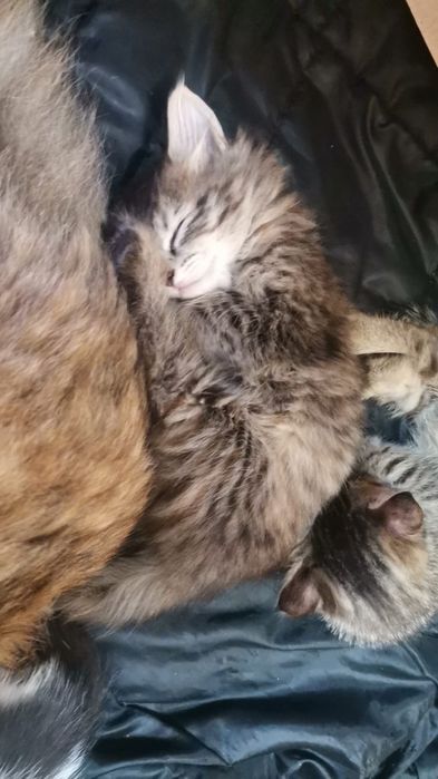 Отдам котят в добрые руки