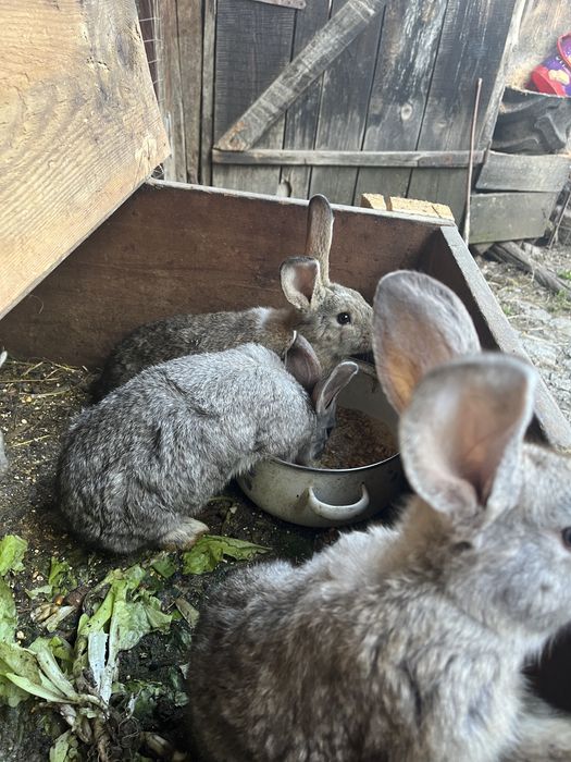 Iepuri de vanzare !!!