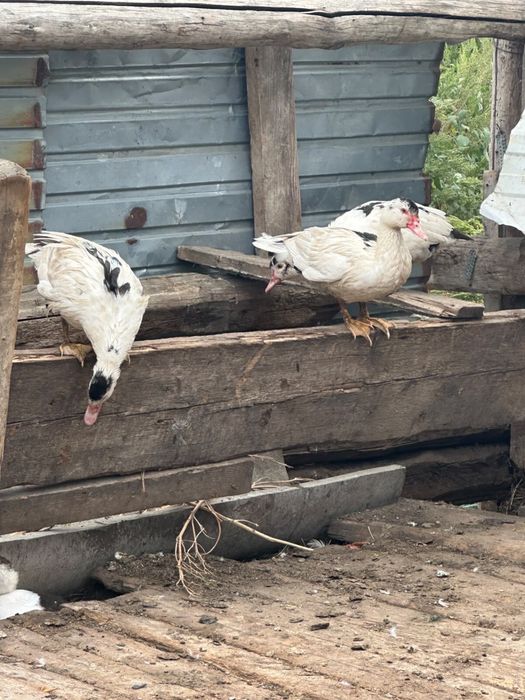 Продам уток и селезень