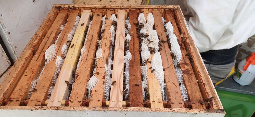 Miere de rapiță 100%