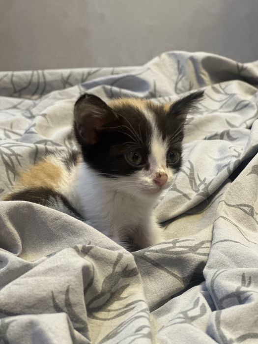 кошка, девочка в добрые руки