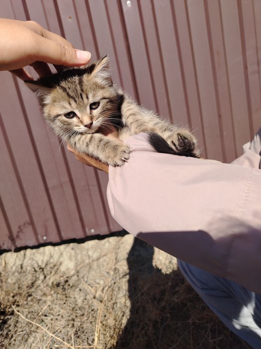 Отдам в добрые руки