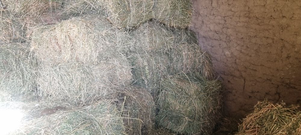 Жоңышқа сатылады