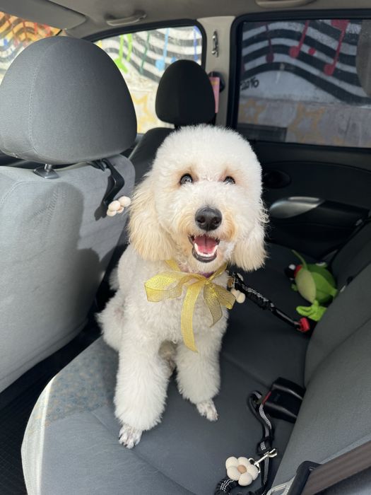 Разходка на куче, грижа за кучета,разходки