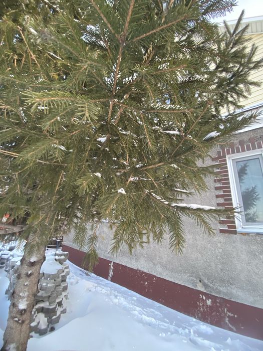 Спил деревьев любой сложности