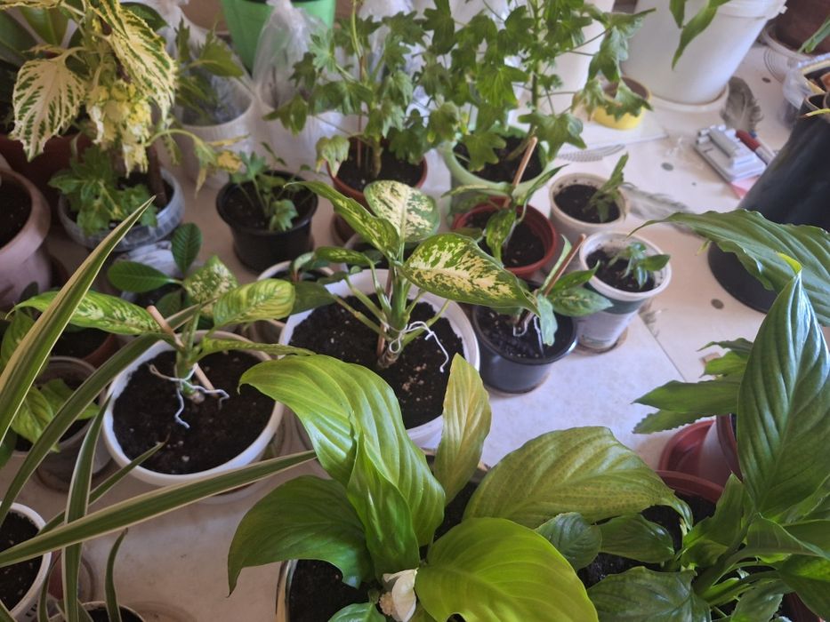 Взрослые и укорен дом цветы