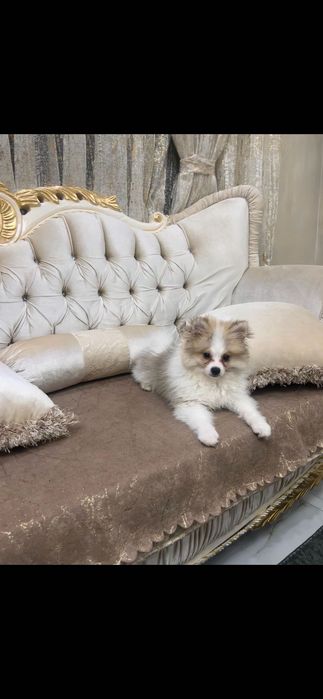 Кученце пумеранк