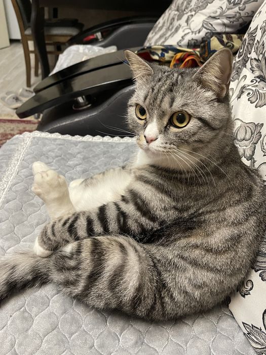 Отдам кота в хорошие руки