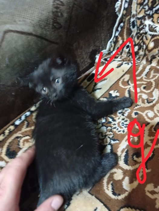 Отдам котят в хорошие и добрые руки