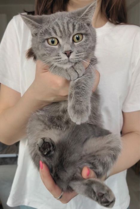 Котята (5 месяцев)