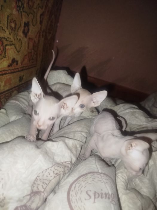 Продаю котят пародистых сфинксов