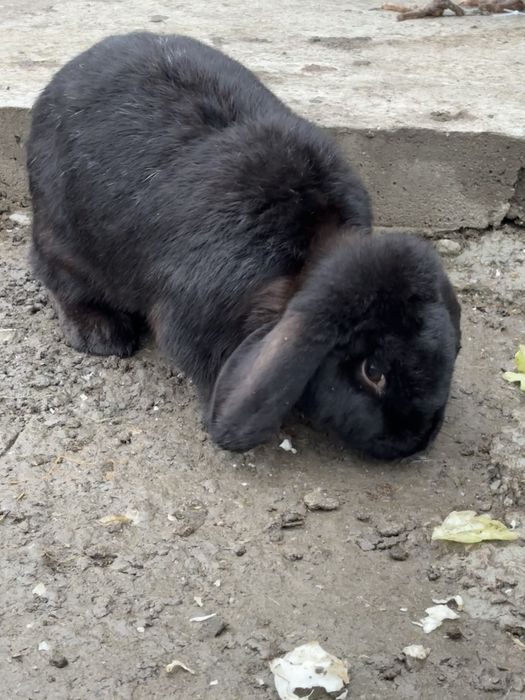 Женски кочовати зайци