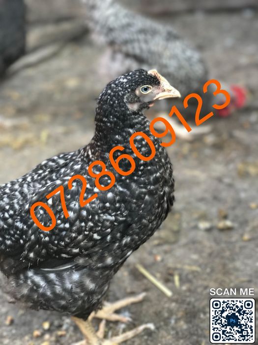 Pui colorati rasa mixta