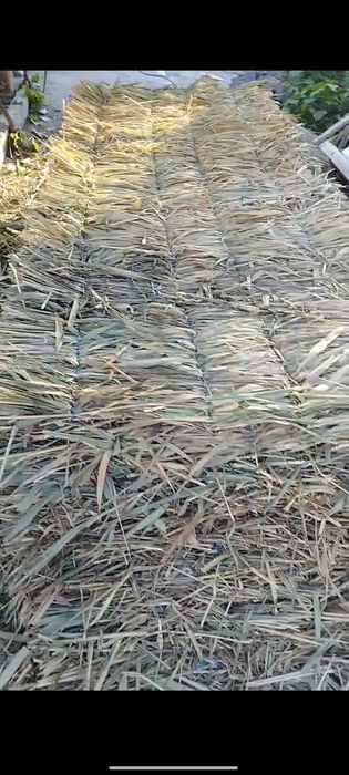 Tomga qamishlar sifatli to'qilgan qalin  va arzon