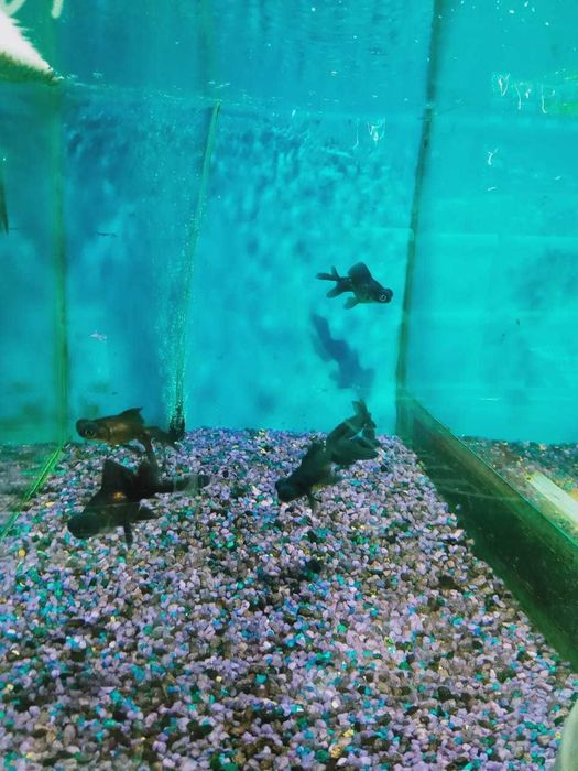 Аквариумные рыбки