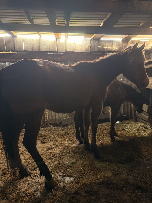 Продам жеребую молодую кобылу