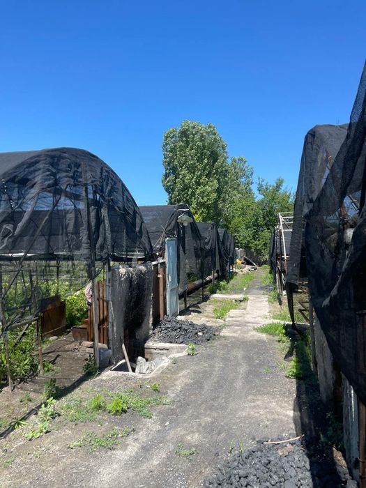 Dala. Xovli. Uy. Teplisa. Issiqxona