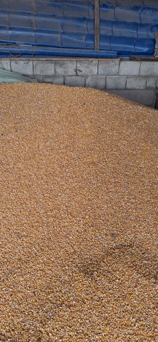 Vand grăunțe  recoltate anul asta