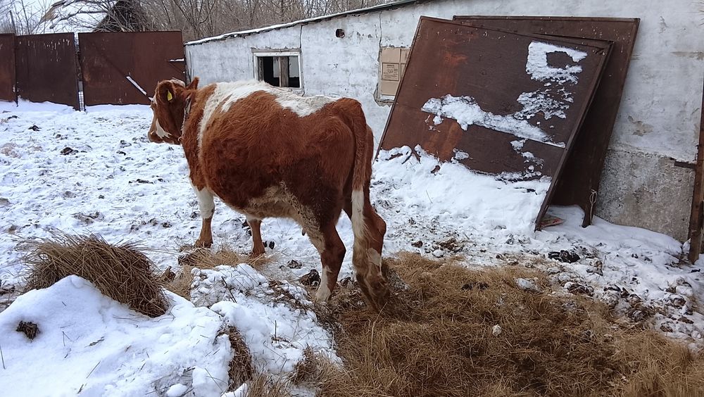 Продам карову пишите звоните на WhatsApp