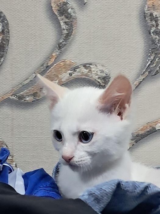 Котёнок бесплатно