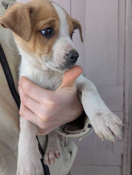 Щенки стафорда в дом