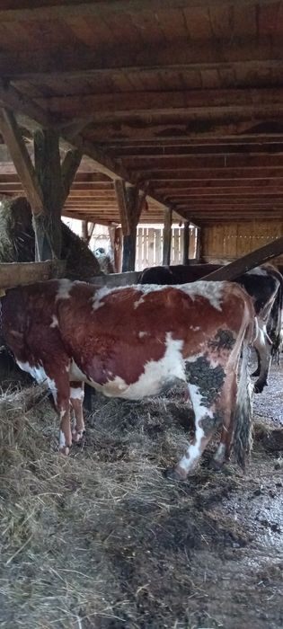 Vând vaca gestantă