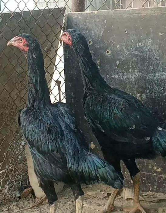 Дәкән тауықтар сатылады