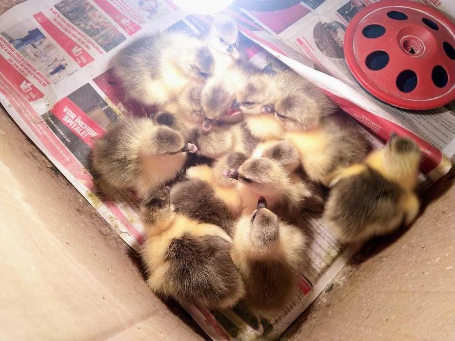 Boboci de gasca romanesti - 2-3 zile