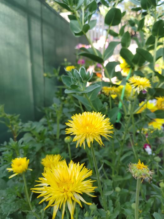 цветы семена календула