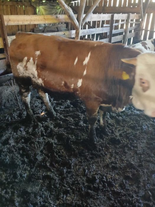 Taurasi de boxa baltati