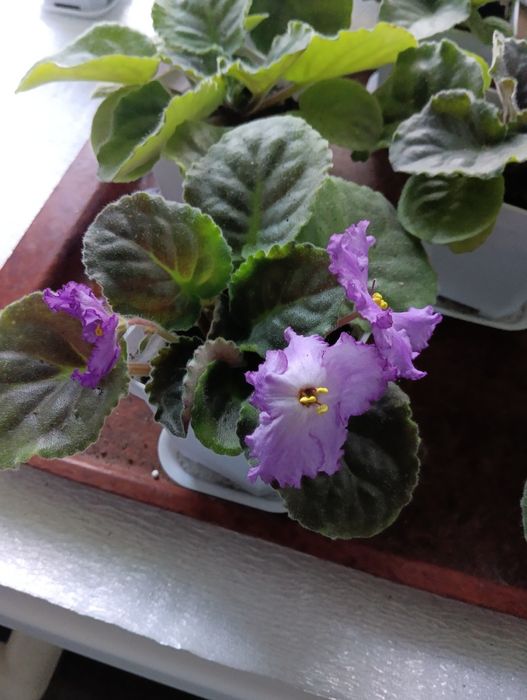 Продам красивую фиалку