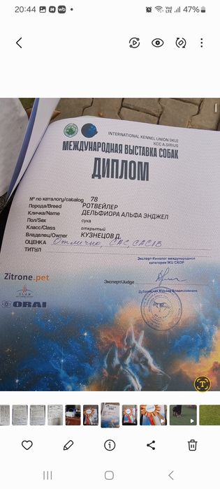 ротвейлер 4 года,девочка.