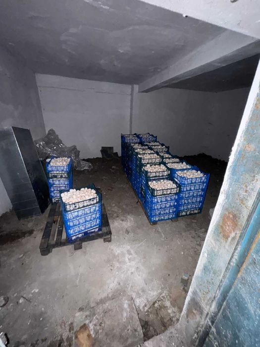 Свежие шампиньоны