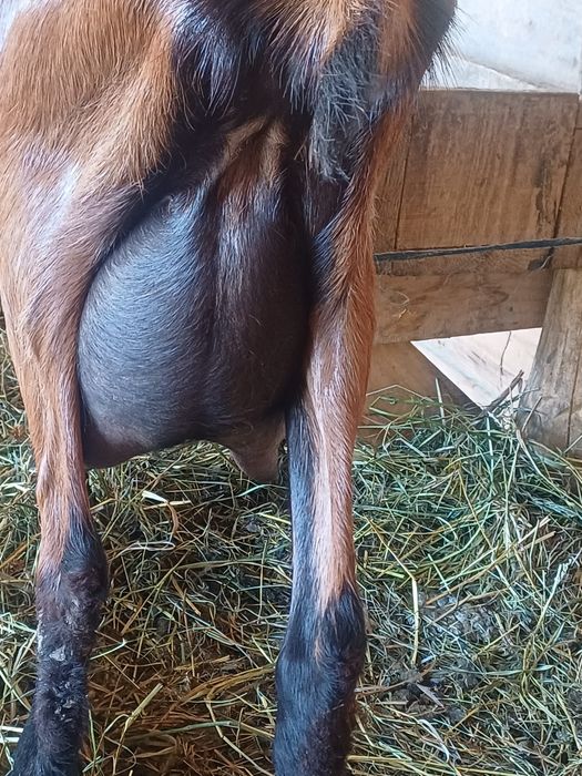 Disponibile 1 țap și două capre alpine franceze !