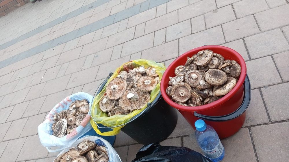 Продам грибы грузди